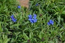 Buglossoides purpurocaerulea