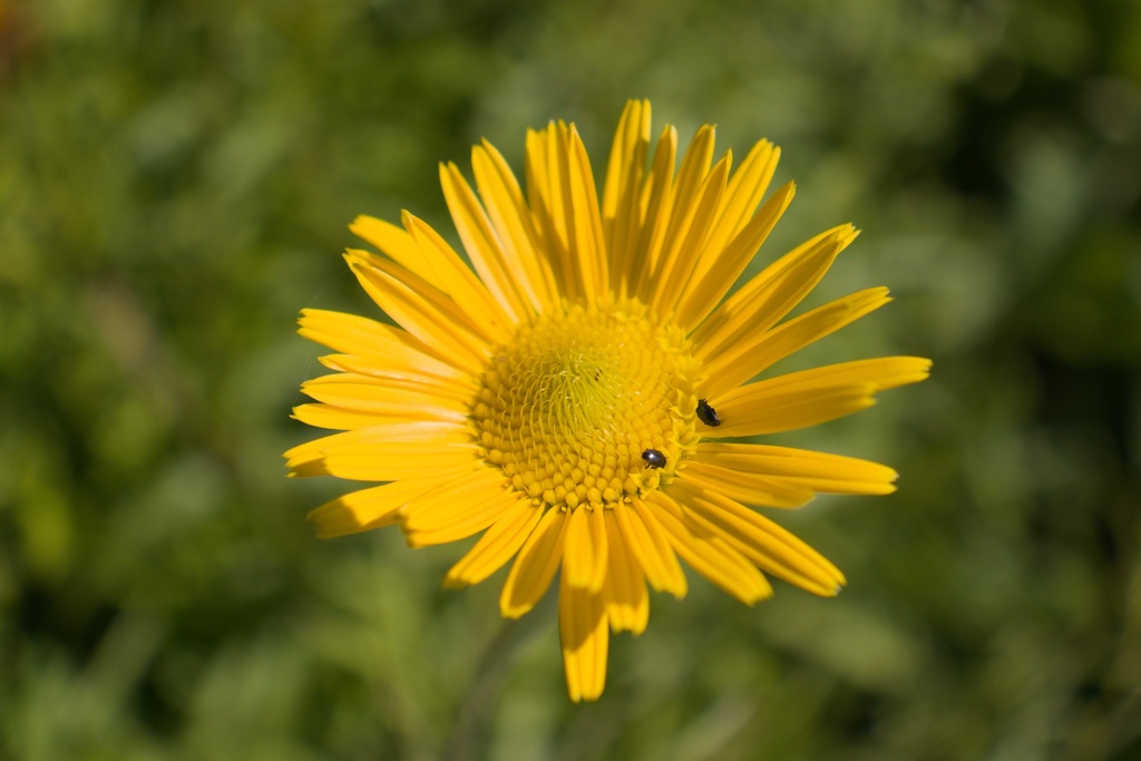Buphthalmum salicifolium (Bio)