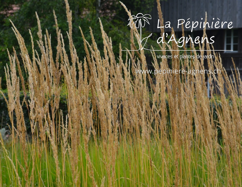 Calamagrostis acutiflora (x) 'Karl Foerster'