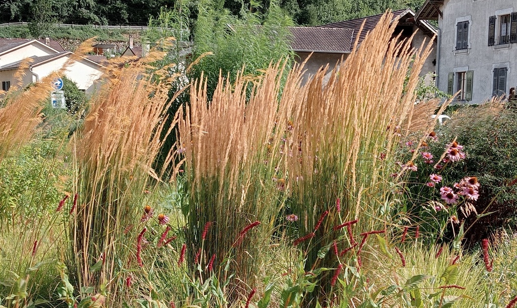 Calamagrostis acutiflora (x) 'Karl Foerster' (Bio, 0.5L)