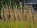 Calamagrostis acutiflora (x) 'Karl Foerster'