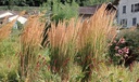 Calamagrostis acutiflora (x) 'Karl Foerster'