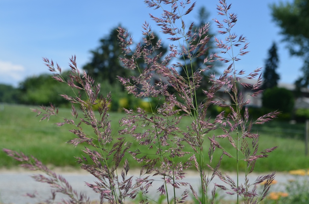 Calamagrostis acutiflora (x) 'Overdam' (Bio)