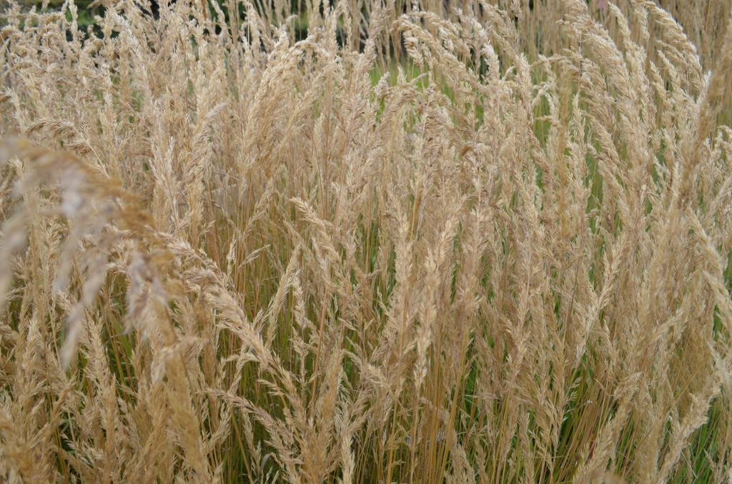 Calamagrostis varia (Bio)