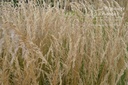 Calamagrostis varia