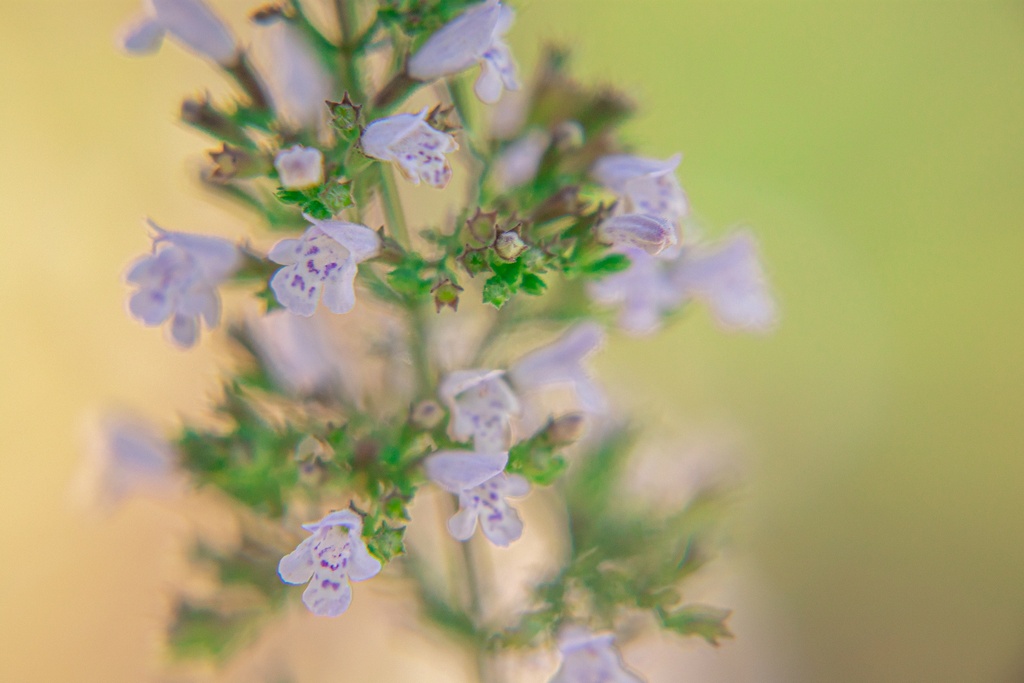 Calamintha nepeta 'Triumphator'