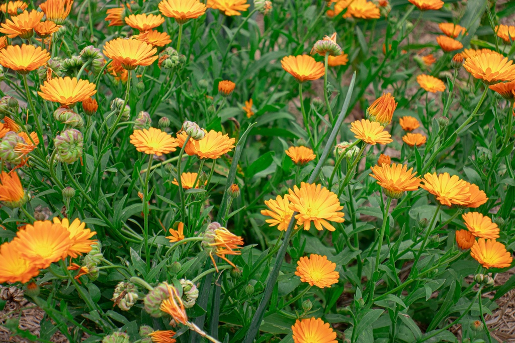 Calendula officinalis