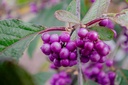 Callicarpa bodinieri 'Profusion'
