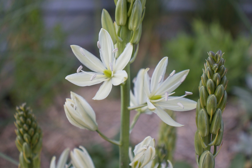 Camassia leichtlinii 'Alba' (Bio, 1L)