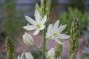 Camassia leichtlinii 'Alba'