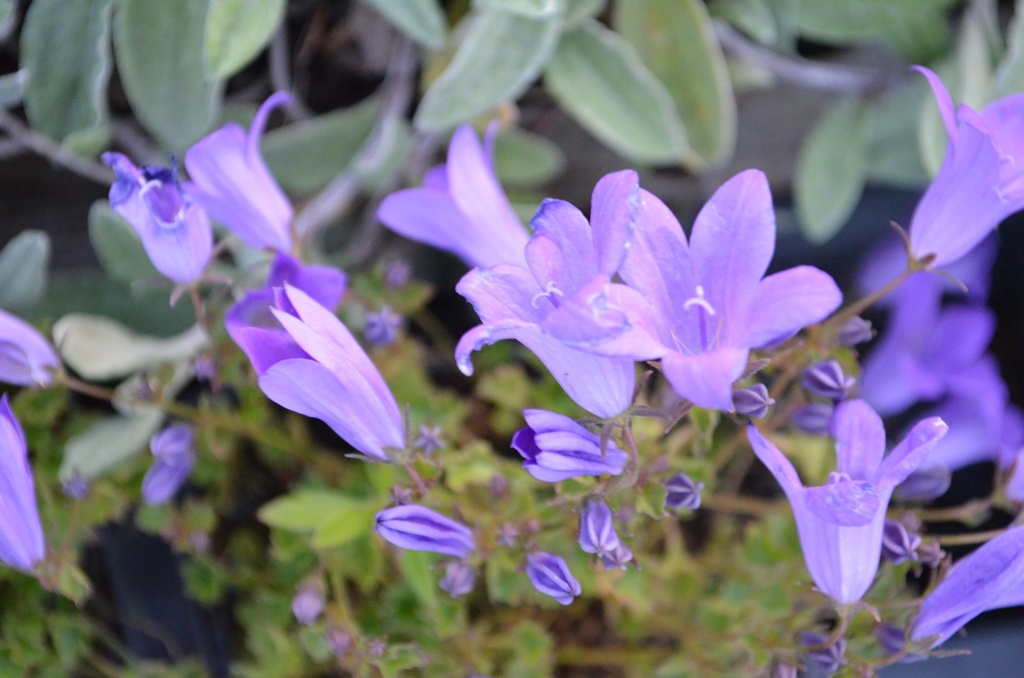 Campanula 'Birch Hybrid' (Bio)