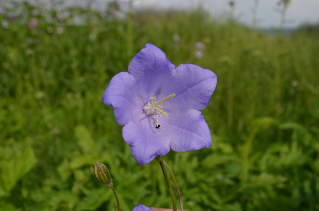 Campanula persicifolia (Bio)