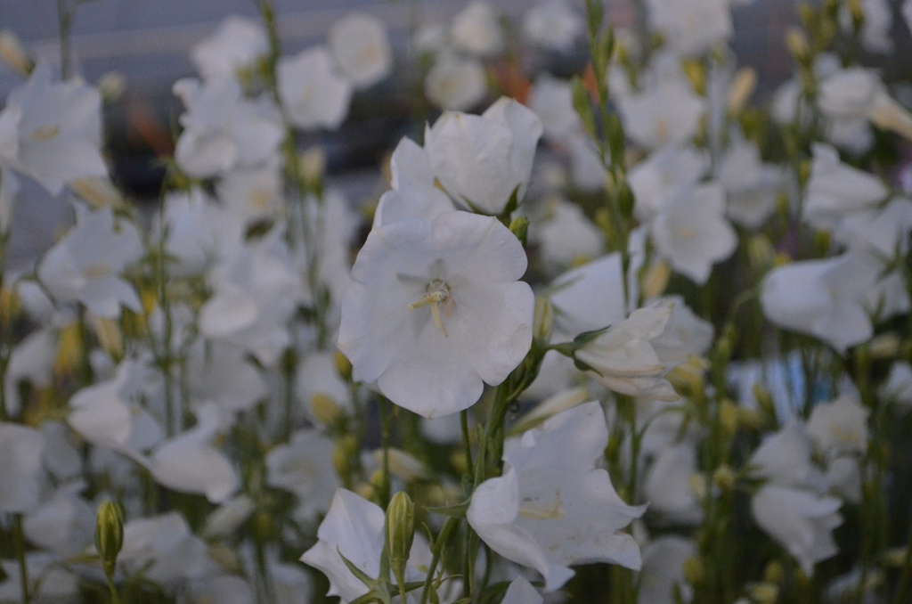 Campanula persicifolia 'Alba' (Bio)