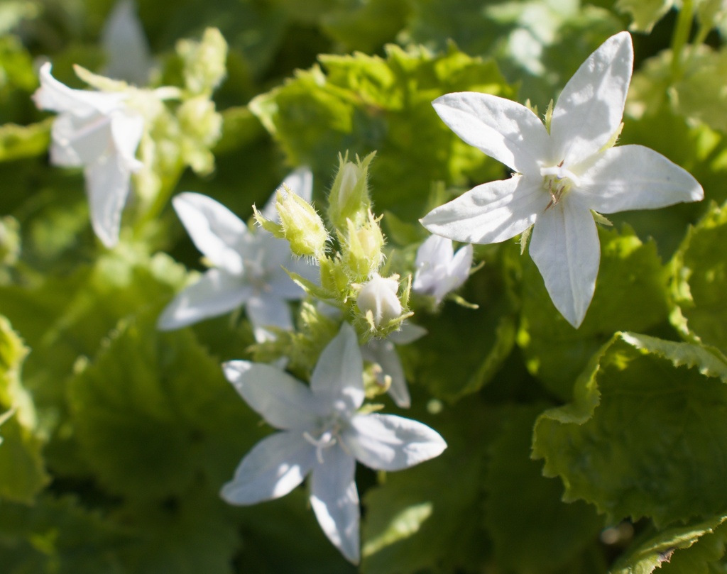 Campanula poscharskyana 'E.H.Frost' (Bio)