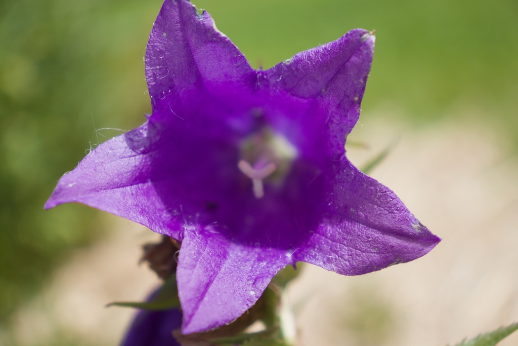 Campanula punctata 'Kent Belle'
