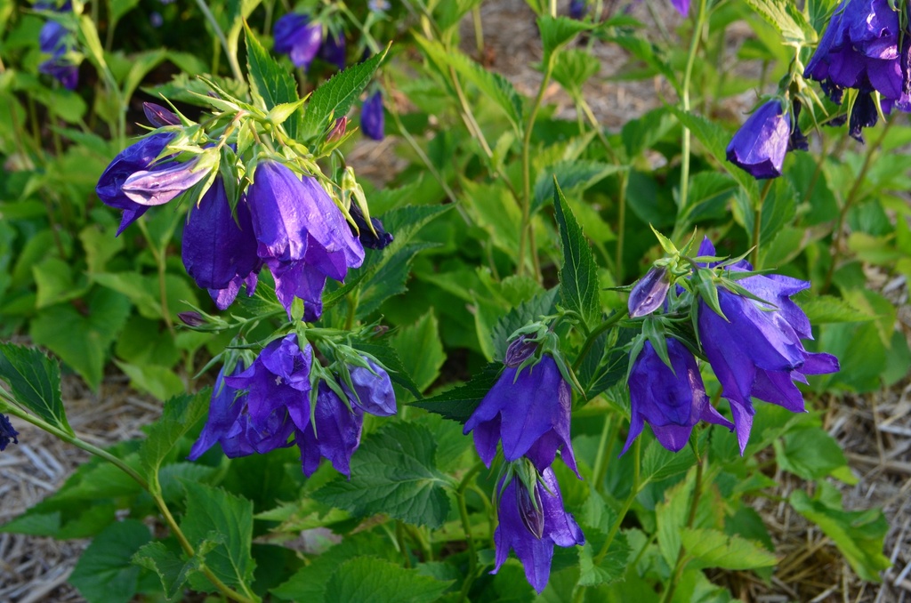 Campanula punctata 'Sarastro' (Bio)