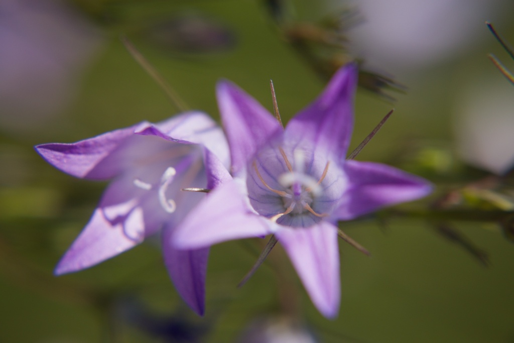 Campanula rapunculus