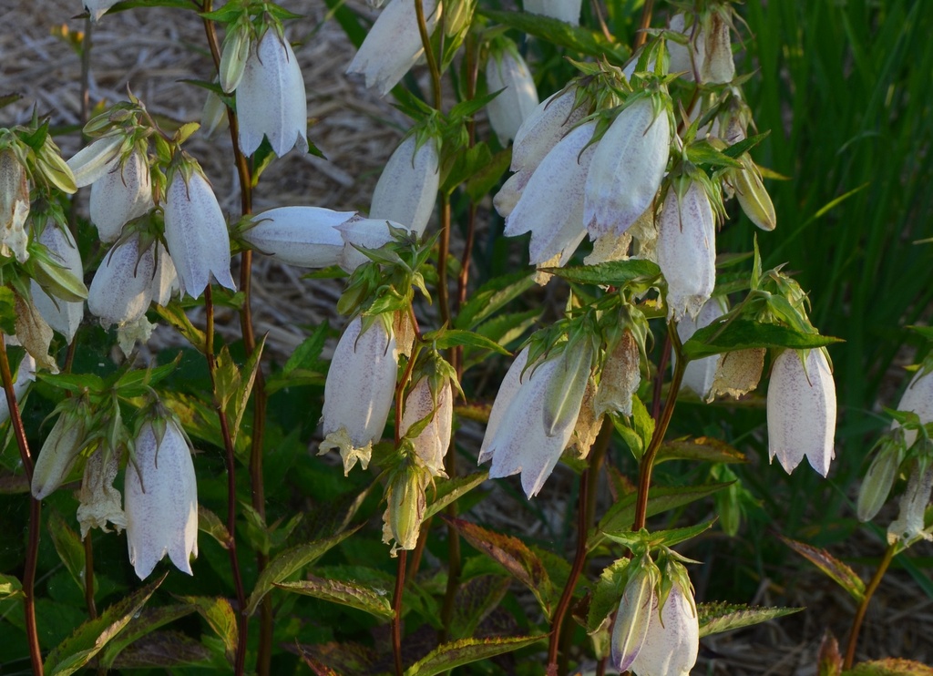 Campanula takesimana 'Alba'