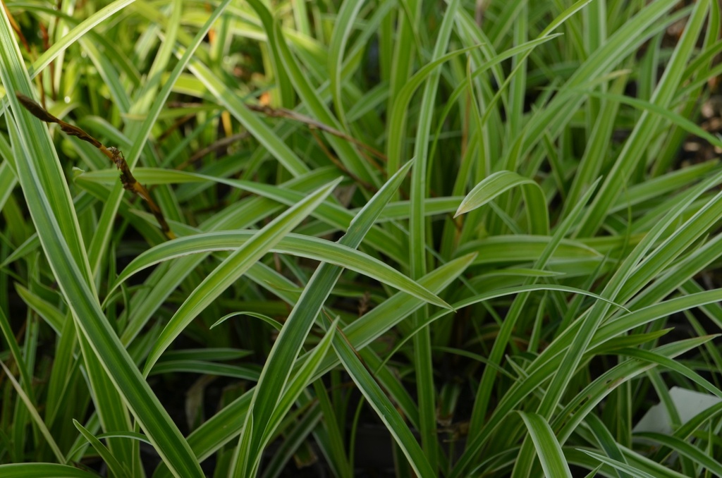 Carex morrowii 'Ice Dance'