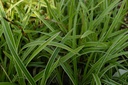 Carex morrowii 'Ice Dance'
