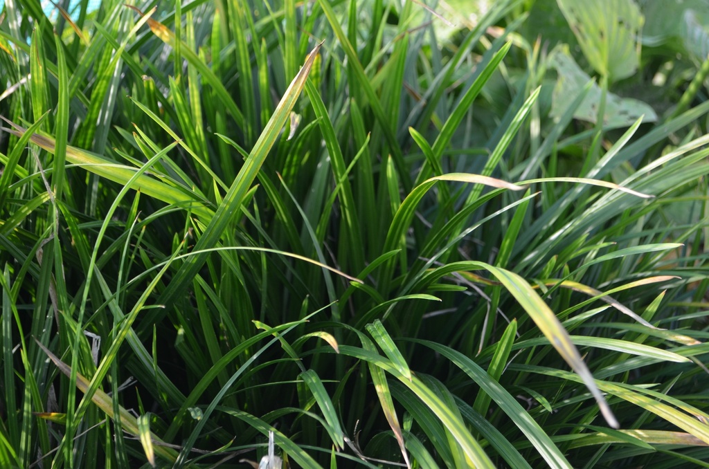 Carex morrowii 'Irish Green' (Bio)