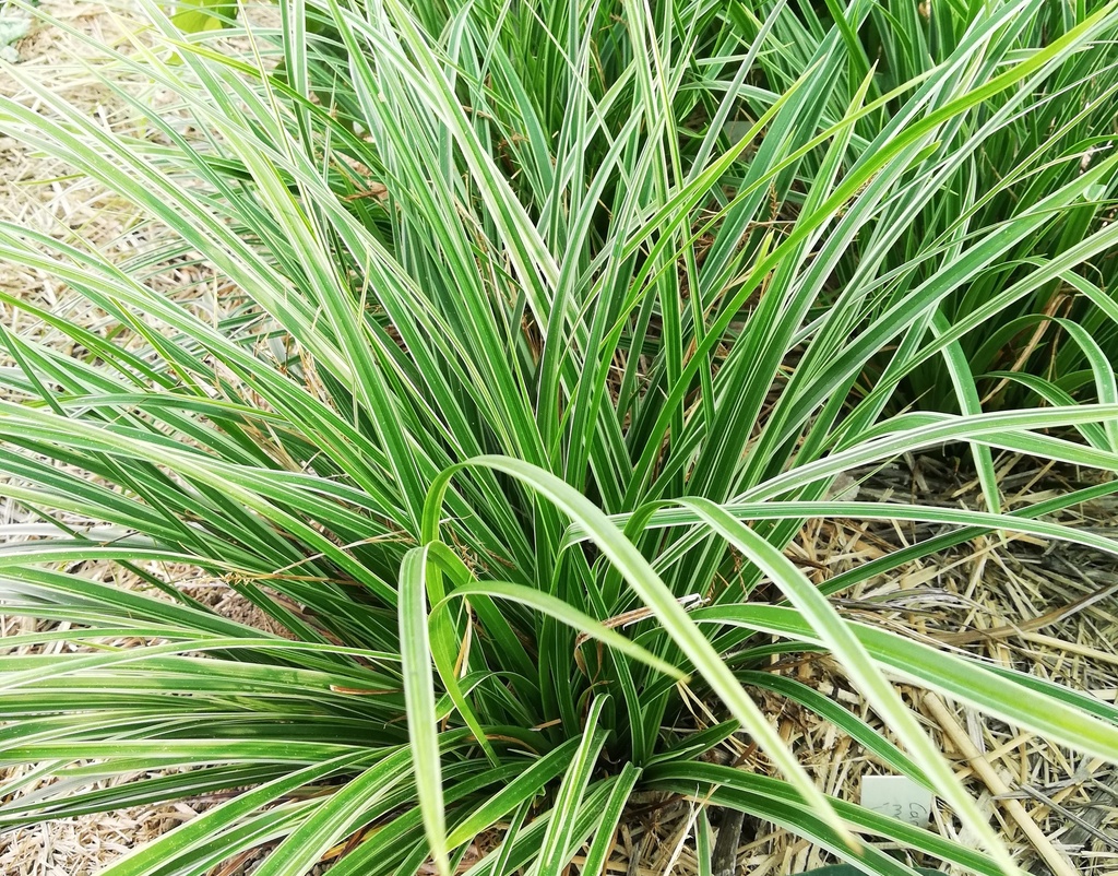 Carex morrowii 'Variegata' (Bio)