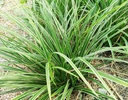 Carex morrowii 'Variegata'