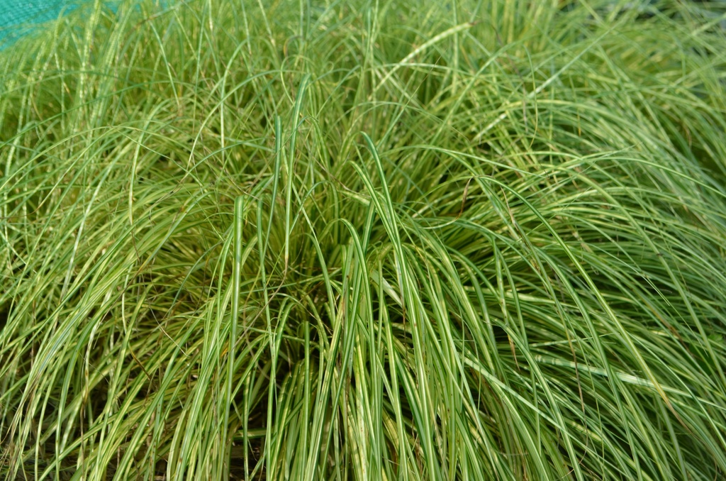 Carex oshimensis 'Evergold' (1L, Bio)