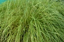 Carex oshimensis 'Evergold'