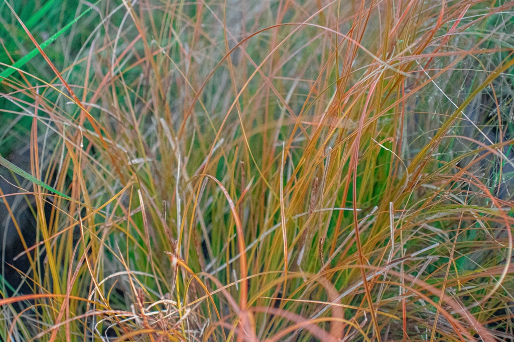 Carex testacea 'Prairie Fire'