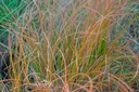 Carex testacea 'Prairie Fire'