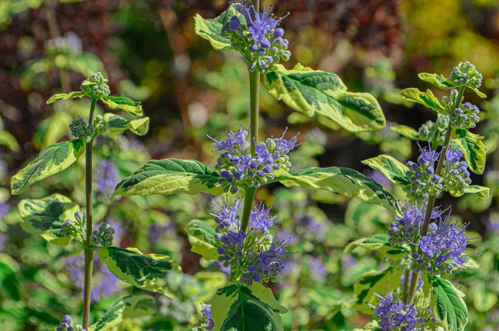 Caryopteris clandonensis 'White Surpris' (Bio, 0.5L)