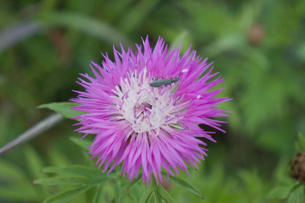 Centaurea dealbata (Bio)