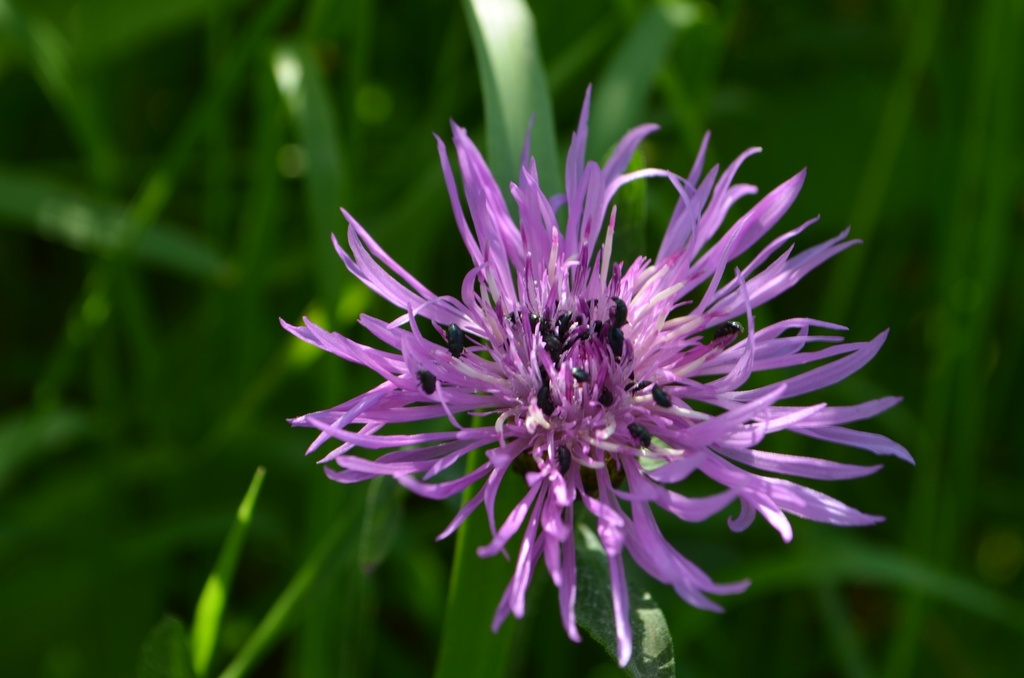 Centaurea jacea (Bio)
