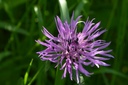 Centaurea jacea