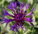 Centaurea montana