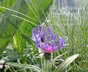 Centaurea montana