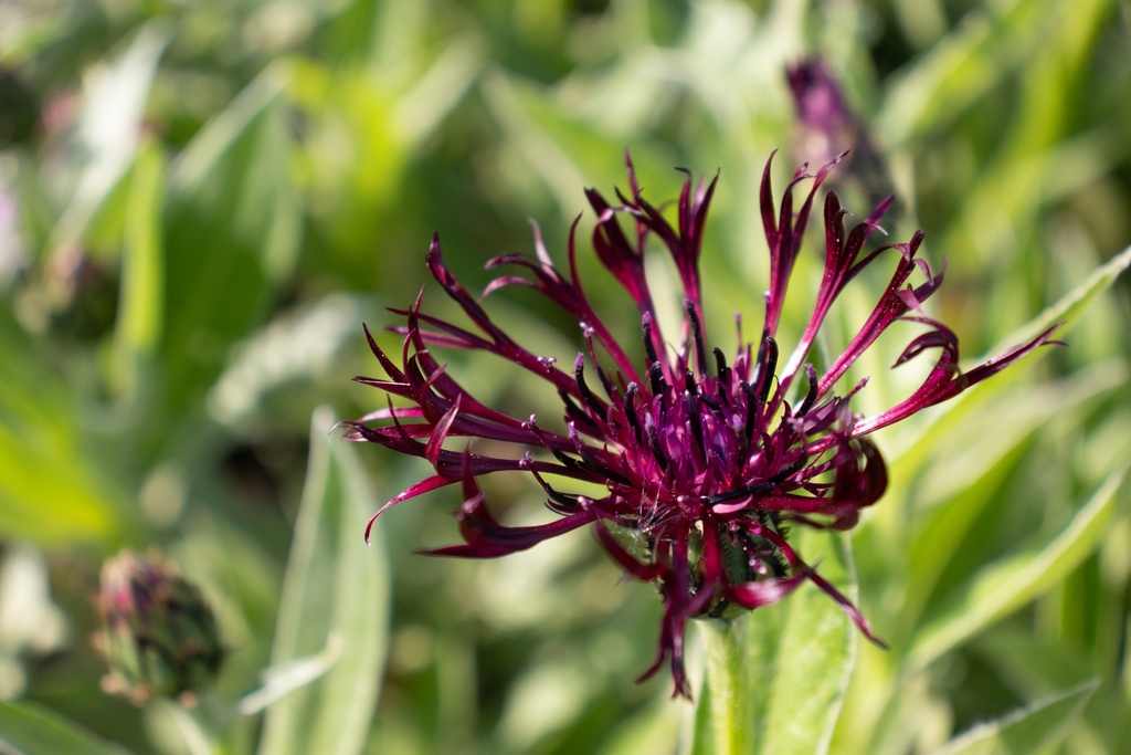 Centaurea montana 'Jordy'