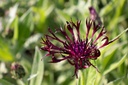 Centaurea montana 'Jordy'