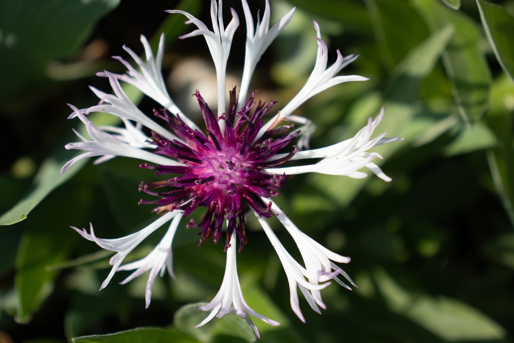 Centaurea montana 'Purple Heart' (Bio)