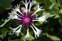 Centaurea montana 'Purple Heart'