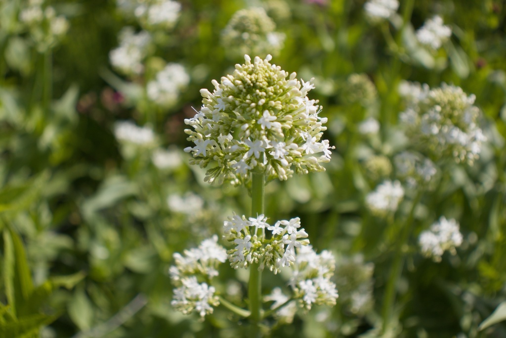 Centranthus ruber 'Albus' (Bio)
