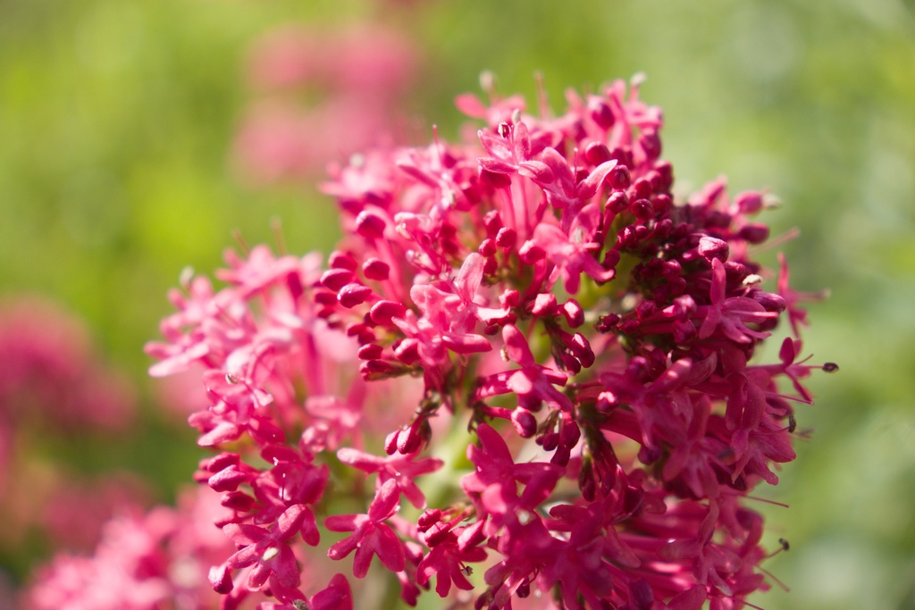 Centranthus ruber 'Coccineus' (Bio)
