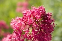 Centranthus ruber 'Coccineus'