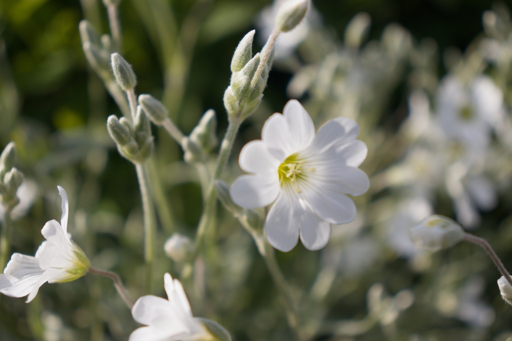 Cerastium tomentosum var.columnae 'Silberteppich' (Bio)