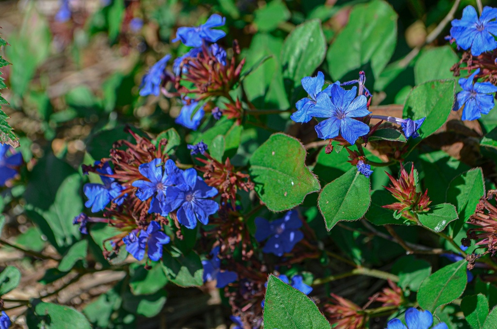 Ceratostigma plumbaginoides