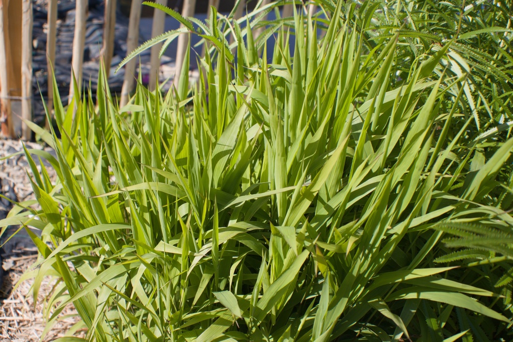 Chasmanthium latifolium