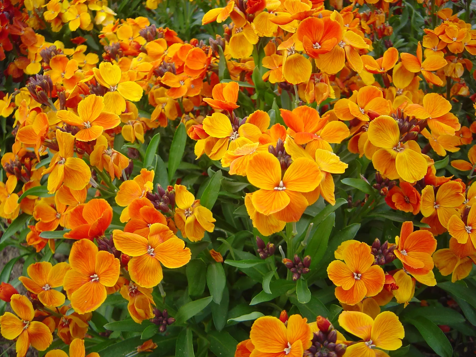 Cheiranthus cheri