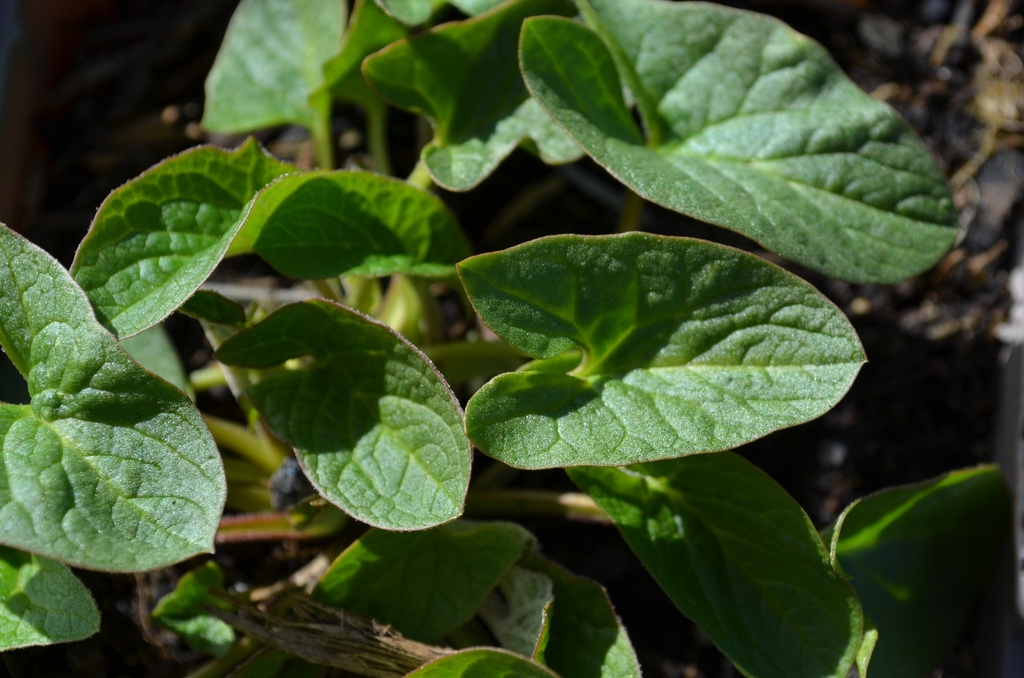 Chenopodium bonus-henricus (Bio)