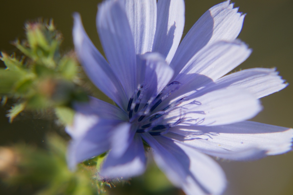 Cichorium intybus